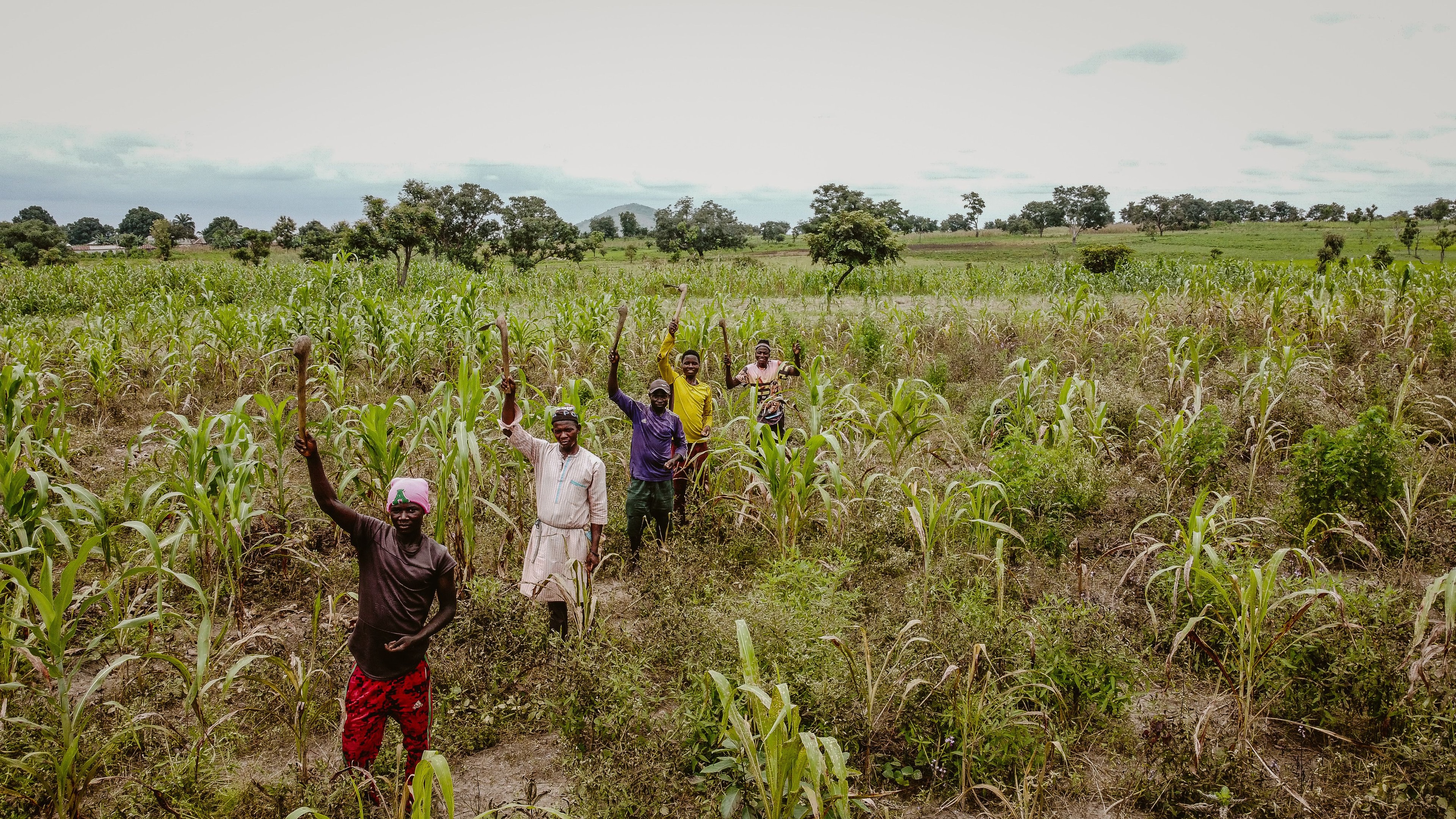 Nigerian farmers in a cornfield — AAI Grains direct farm sourcing partners in northern Nigeria