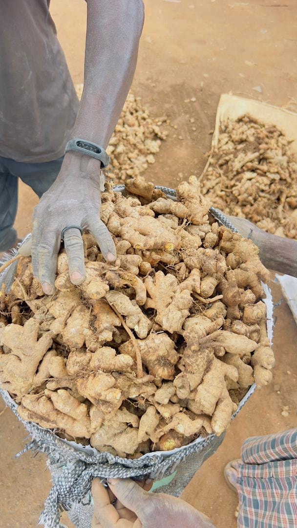 Freshly harvested Nigerian groundnuts being hand-sorted — peanuts wholesale