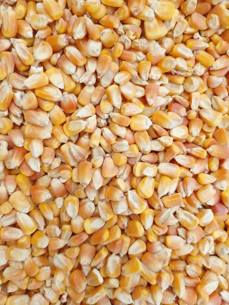 Nigerian yellow maize corn kernels — Grade A, clean and sorted, ready for wholesale